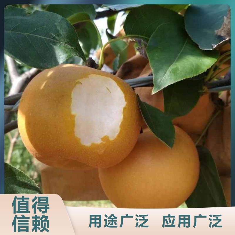 梨_杜梨苗厂家