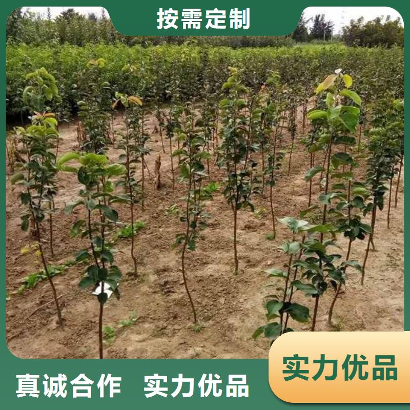 梨皇冠梨树苗优选好材铸造好品质