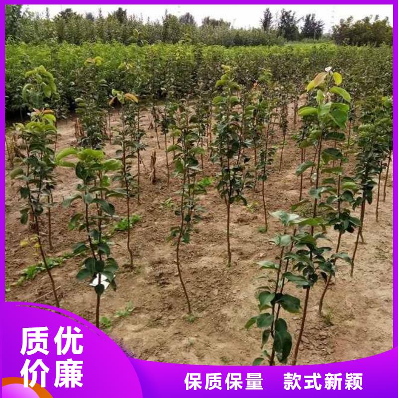 秋月梨树苗-视频-辽宁省丹东市华仁秋月梨树苗可服务区域振兴|凤城|阜新|朝阳|沈阳|辽阳|葫芦岛|大连等