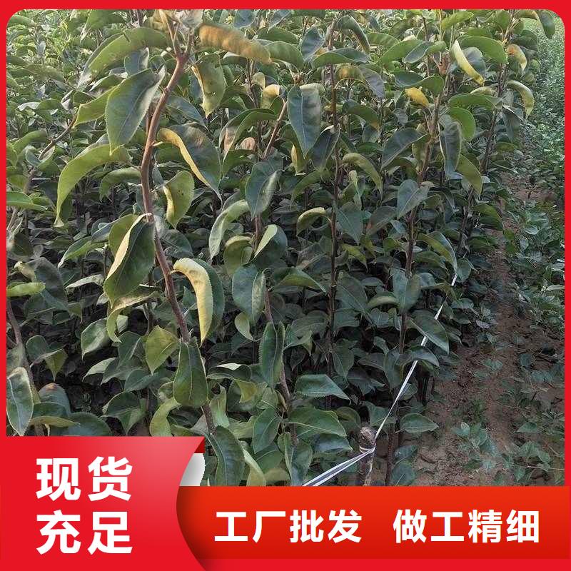 梨_杜梨苗厂家