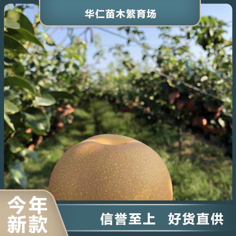 梨奥红全红梨树苗可接急单