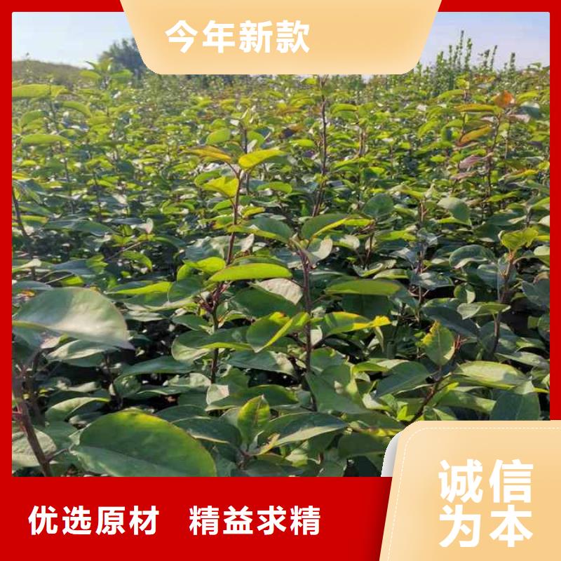 梨红香酥梨树苗品质值得信赖