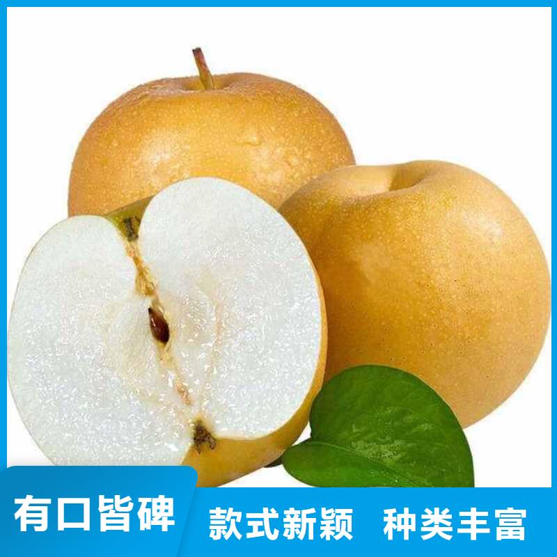 梨香酥梨树苗实体诚信经营