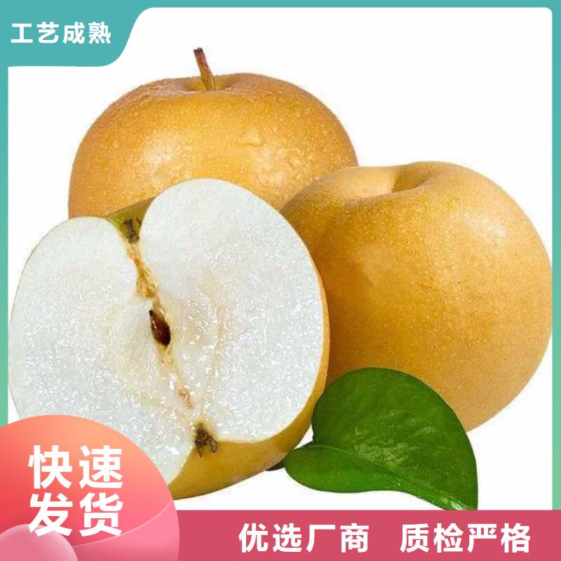 梨奥红一号梨苗定制零售批发
