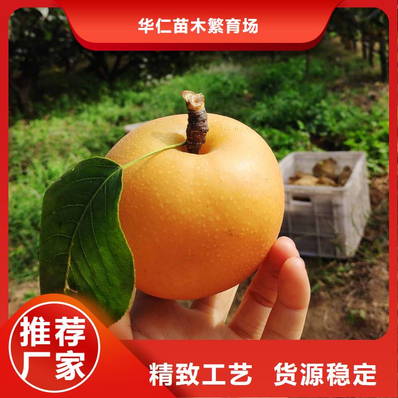 梨奥红一号梨苗定制零售批发
