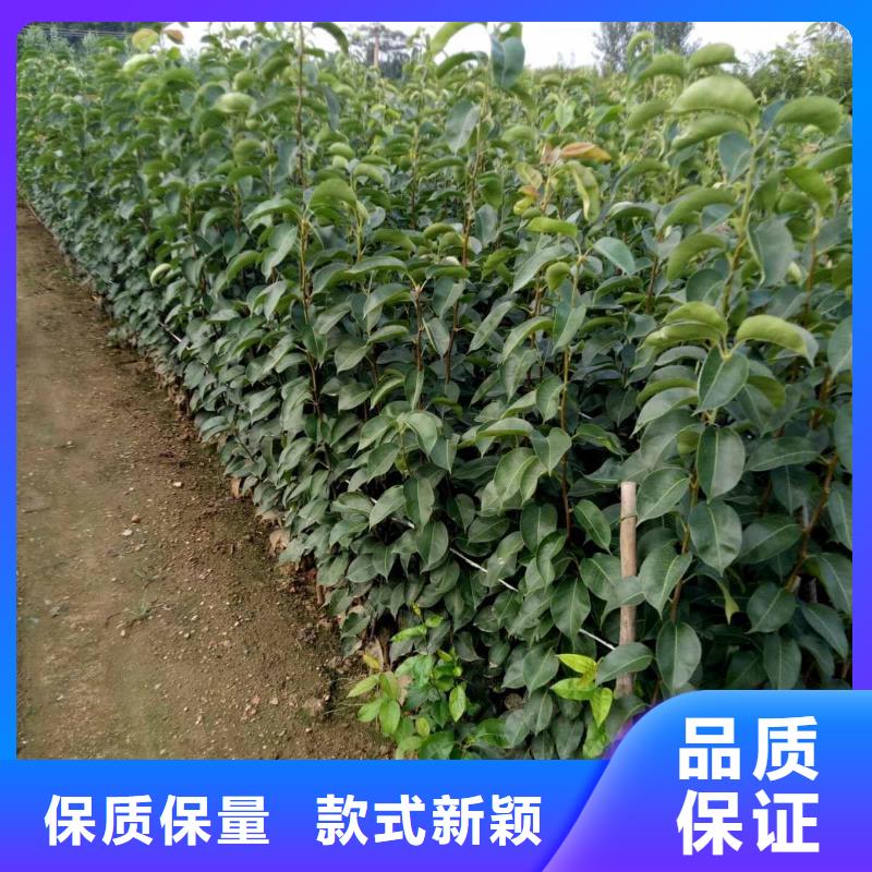 梨梨树苗基地质检合格发货