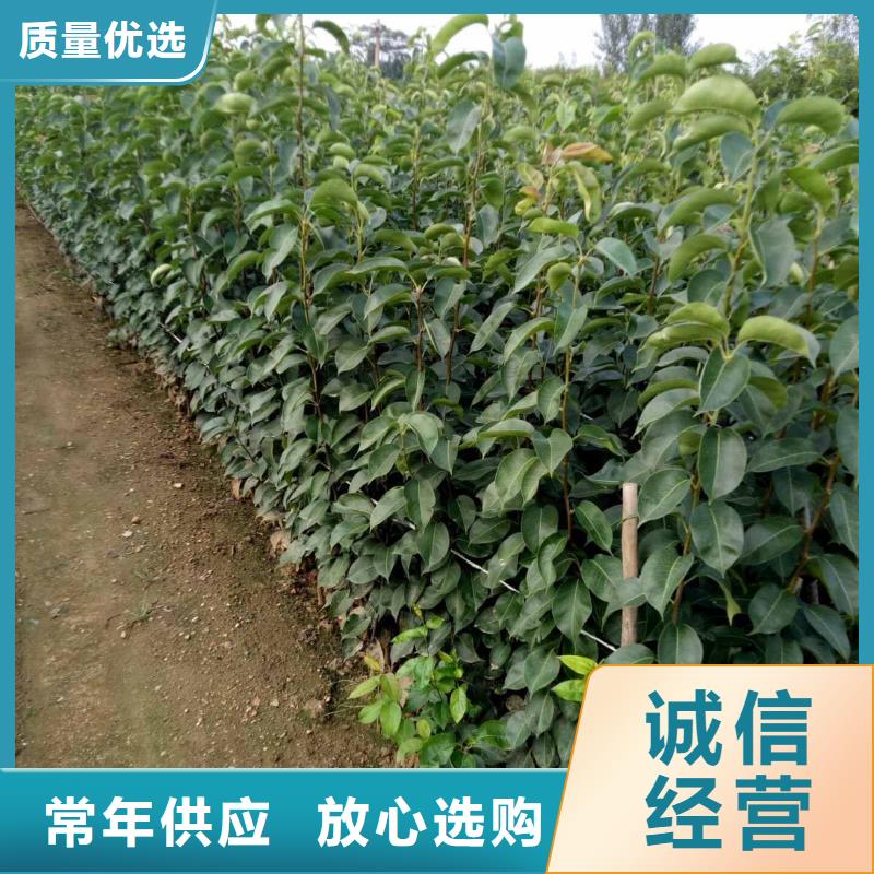 梨梨树苗基地质检合格发货