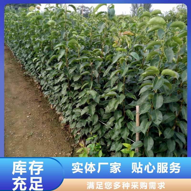 梨皇冠梨树苗省心又省钱