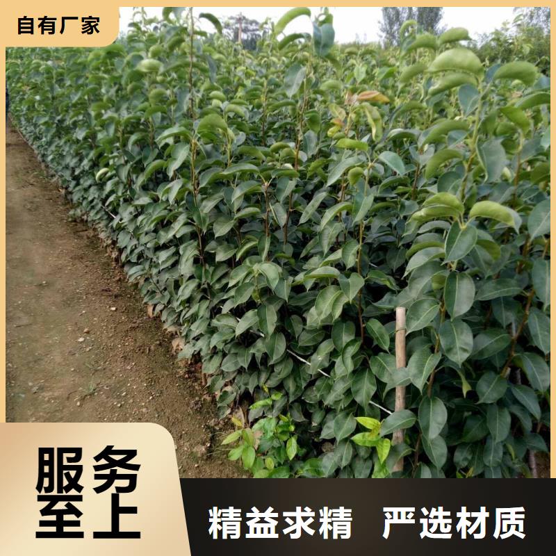梨奥红一号梨苗定制零售批发