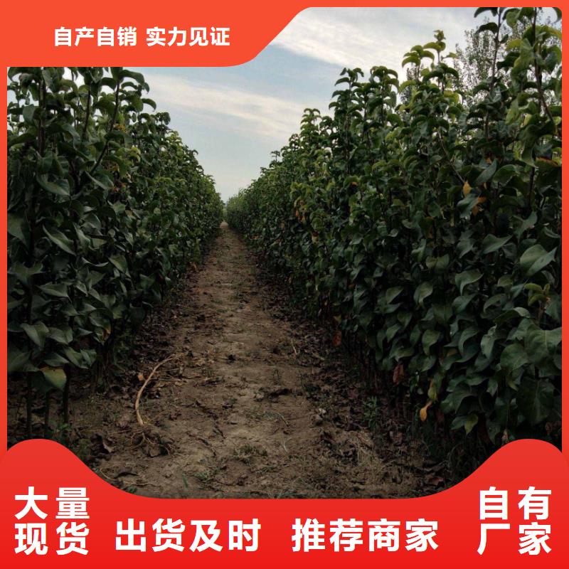 秋月梨树苗-视频-辽宁省丹东市华仁秋月梨树苗可服务区域振兴|凤城|阜新|朝阳|沈阳|辽阳|葫芦岛|大连等