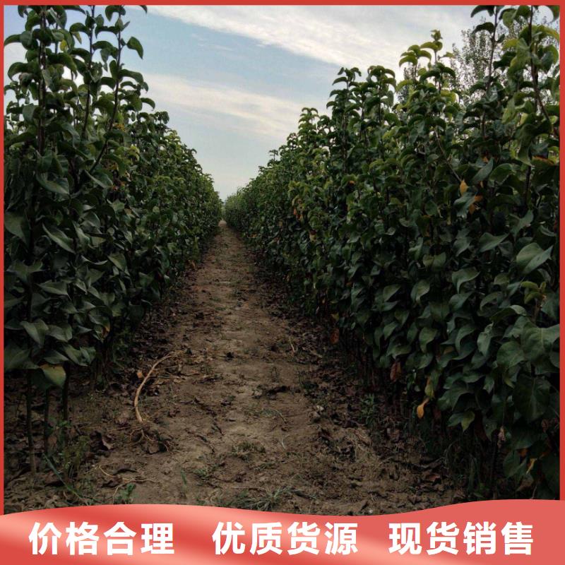 【梨】山桃苗厂家直营