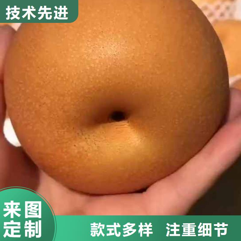 梨黄冠梨树苗高品质现货销售