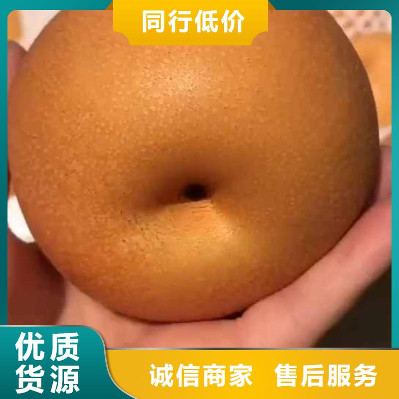 梨,黄冠梨树苗厂家直接面向客户