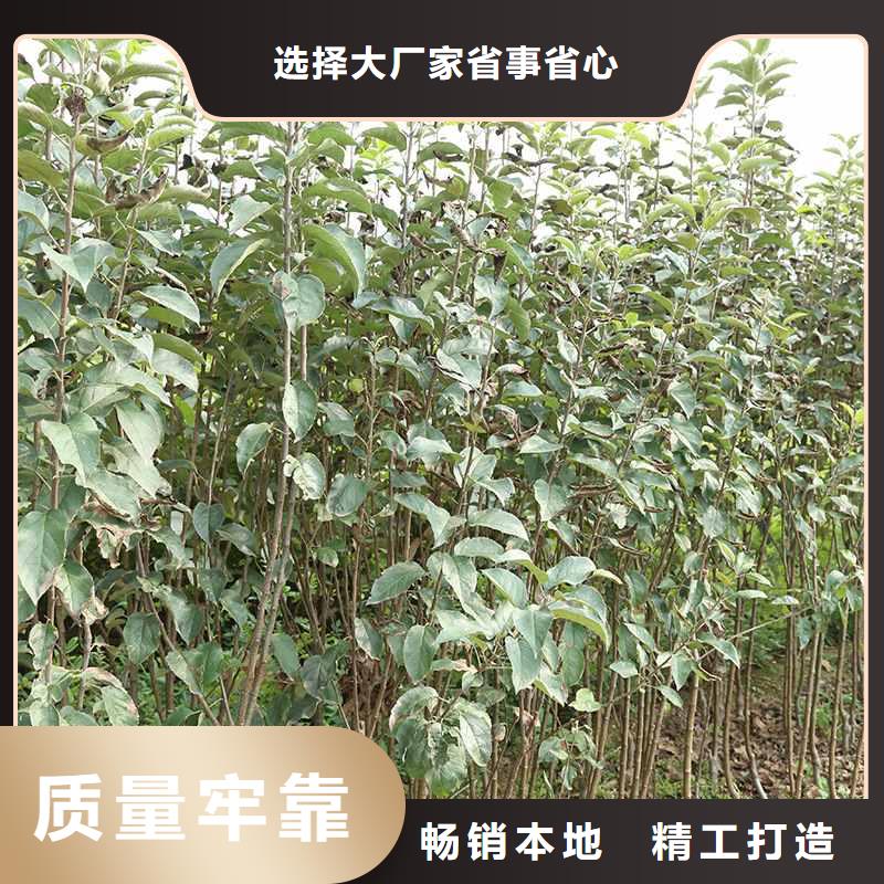梨梨树苗基地真正的源头厂家