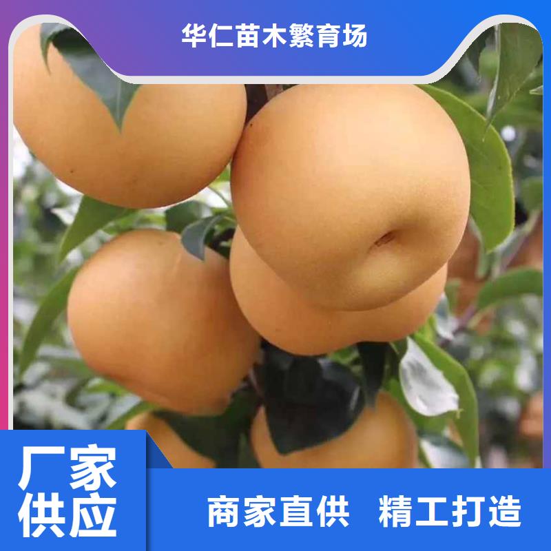 梨杜梨苗厂家实力雄厚