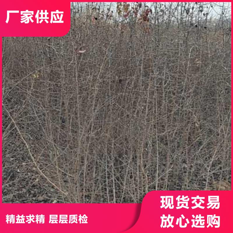 杜梨红香酥梨树苗经验丰富品质可靠
