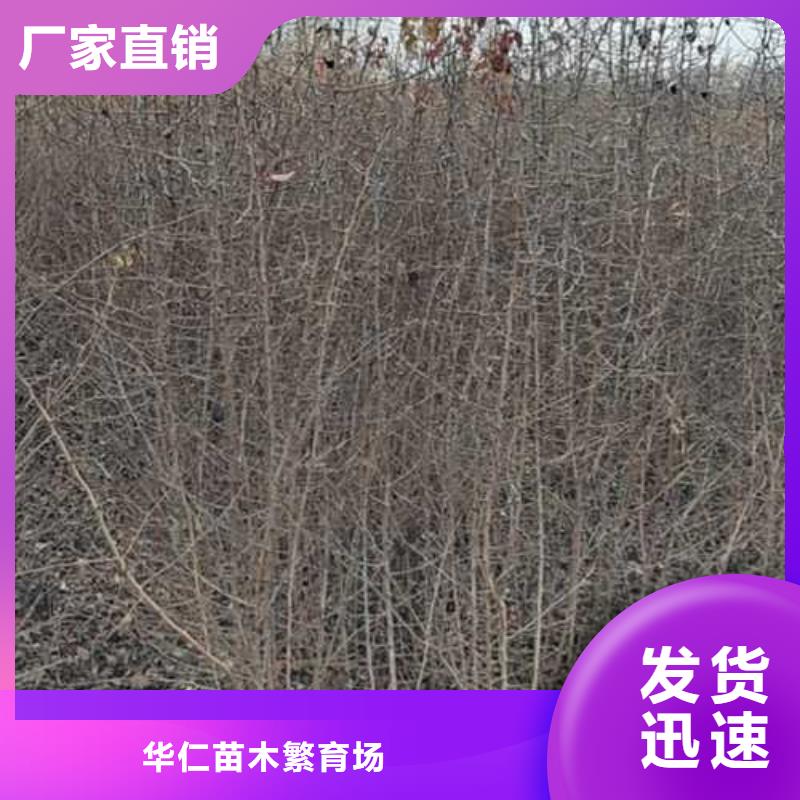 杜梨杜梨苗大厂家实力看得见