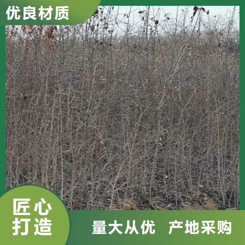 【杜梨】奥红一号梨苗规格型号全