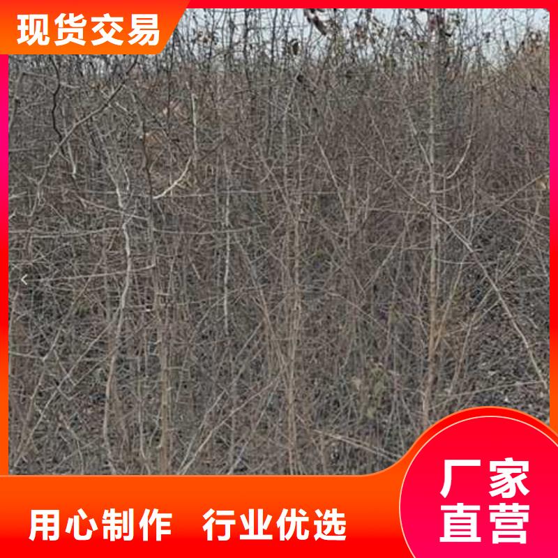 【杜梨】海棠苗用心细节
