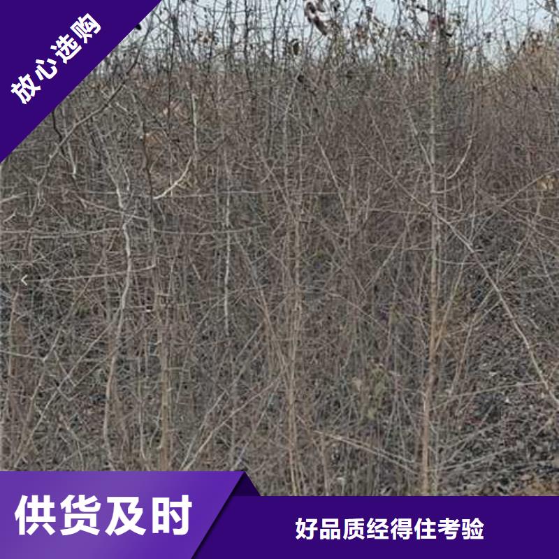 杜梨-山桃苗品质不将就