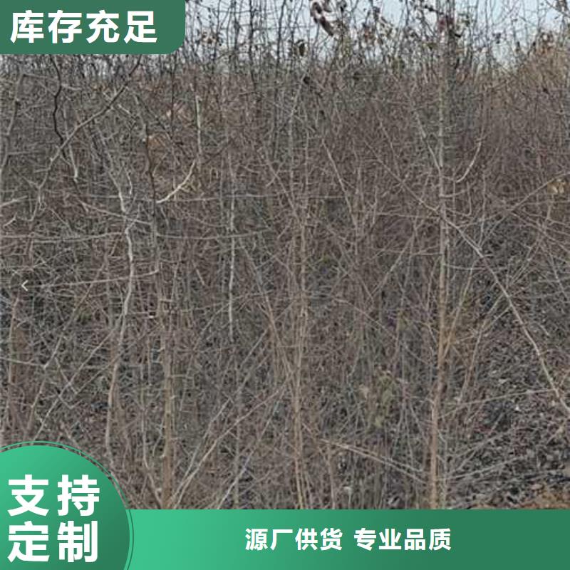 秋月梨树苗-视频-山西省晋中市华仁秋月梨树苗可服务区域榆社|寿阳|临汾|长治|运城|忻州等