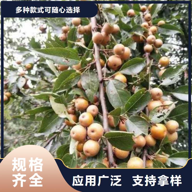 杜梨梨树苗基地今年新款