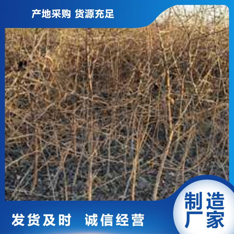 杜梨瑞蟠101桃树苗长期供应