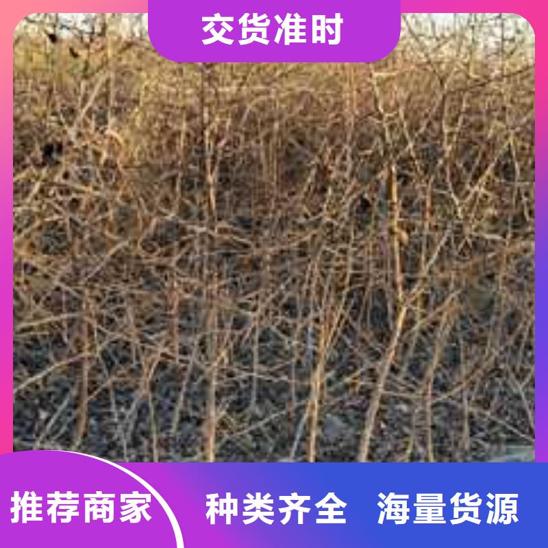 杜梨秋月梨树苗专业设计