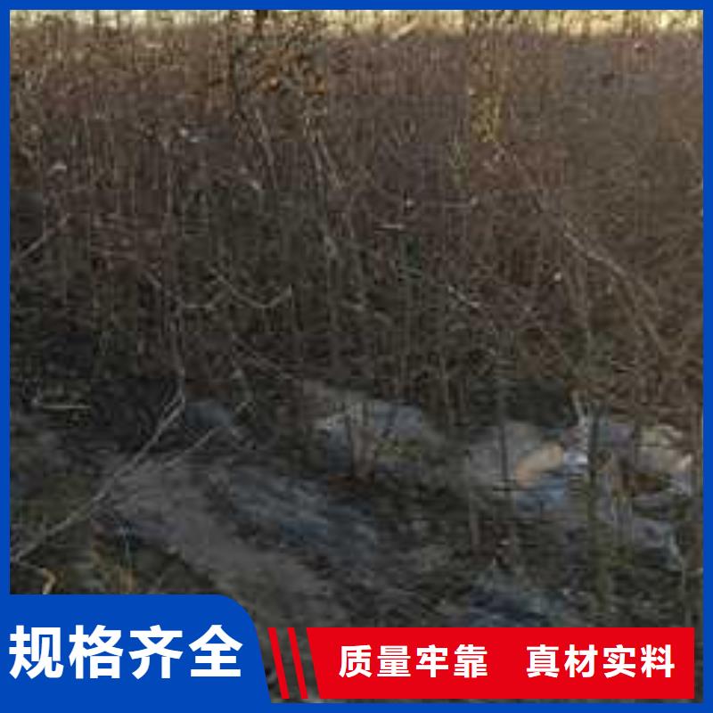 杜梨_黄冠梨树苗多种规格库存充足
