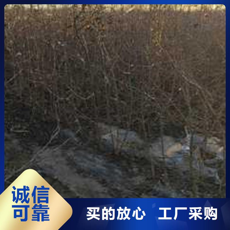 杜梨秋月梨树苗产品参数