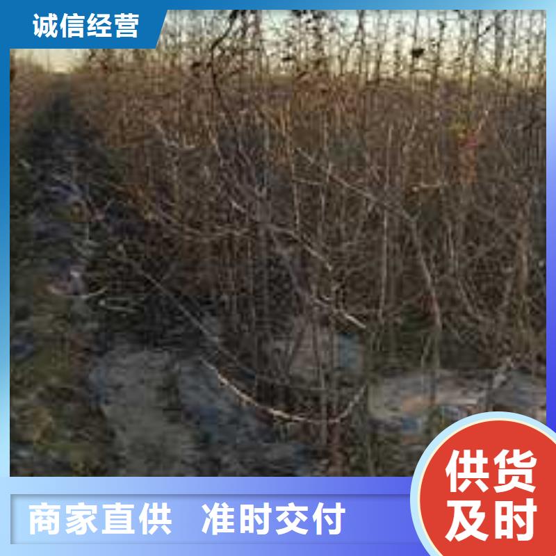 秋月梨树苗-视频-山西省晋中市华仁秋月梨树苗可服务区域榆社|寿阳|临汾|长治|运城|忻州等