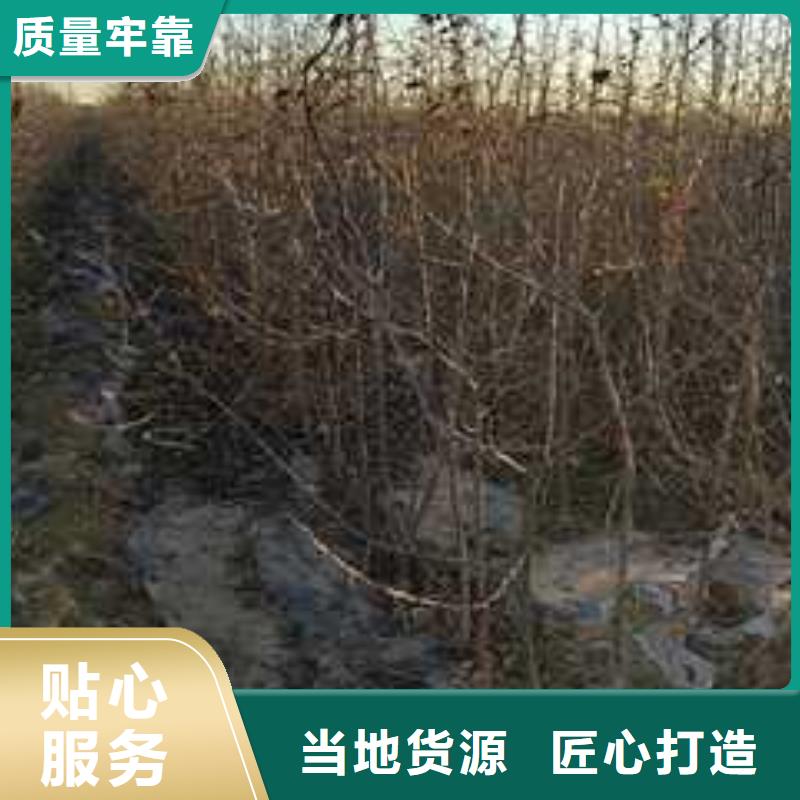 杜梨皇冠梨树苗诚信为本