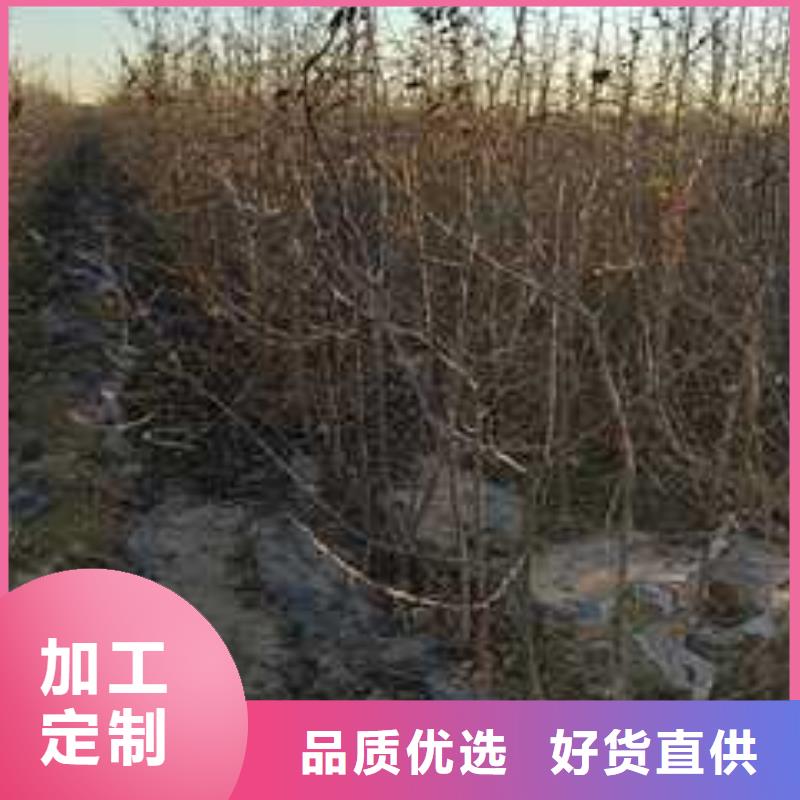 杜梨【瑞蟠101桃树苗】质量三包