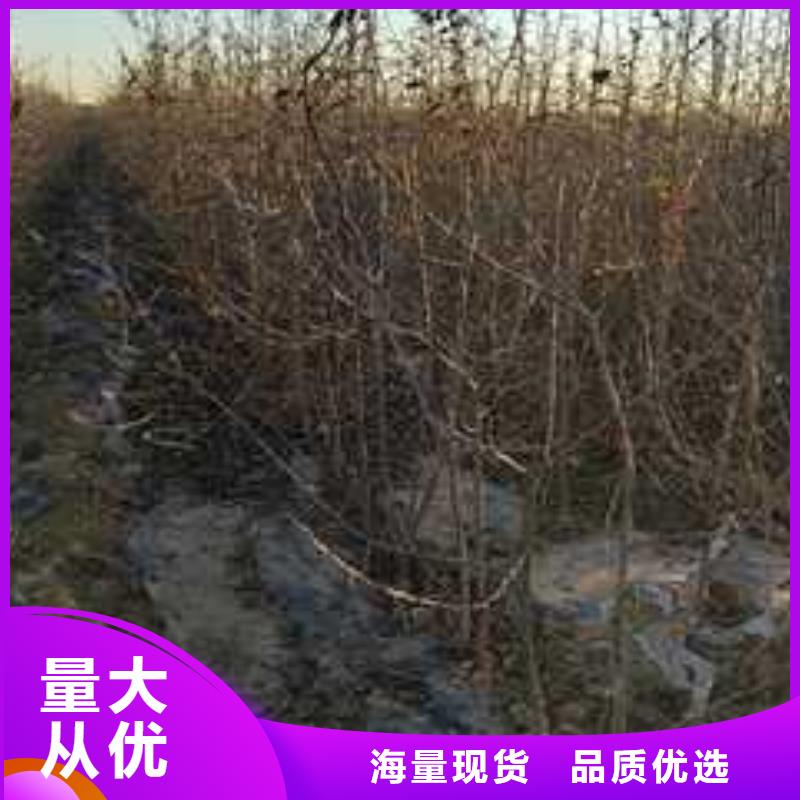 杜梨皇冠梨树苗选择我们没错