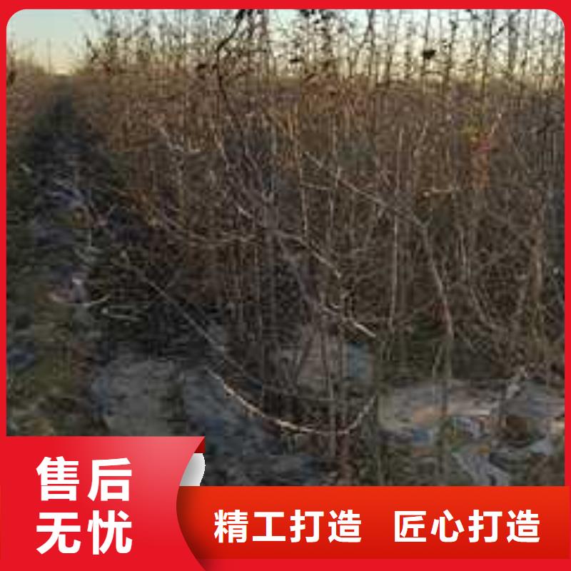 杜梨海棠苗N年生产经验