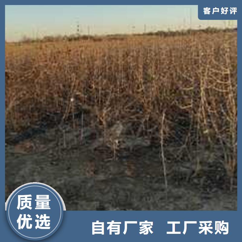 秋月梨树苗-视频-秋月梨树苗_山东省临沂市市场覆盖莒南|兰山|济南|德州|潍坊|聊城等