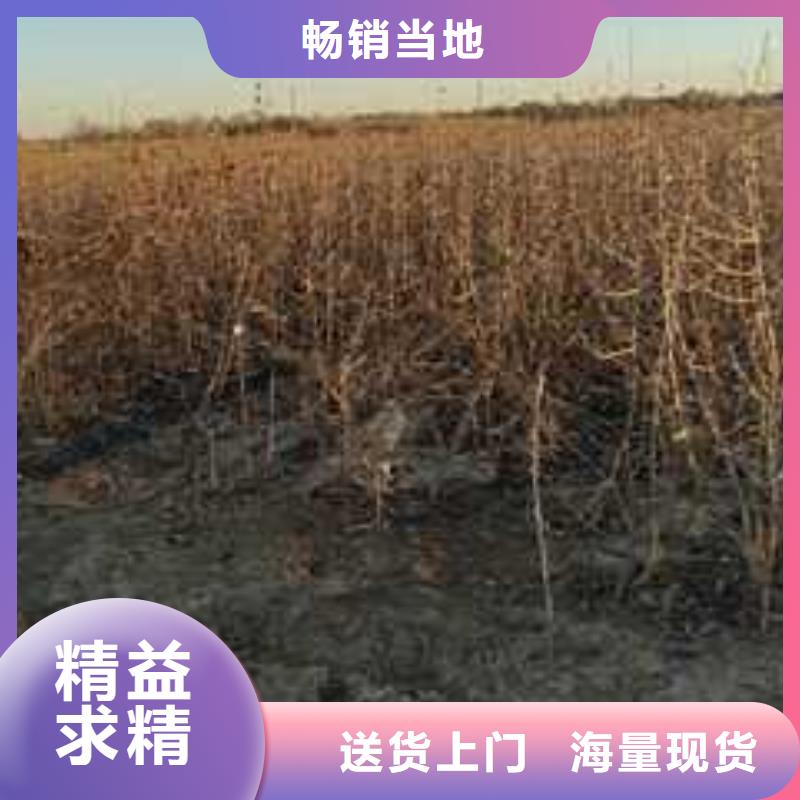 秋月梨树苗-视频-山西省晋中市华仁秋月梨树苗可服务区域榆社|寿阳|临汾|长治|运城|忻州等