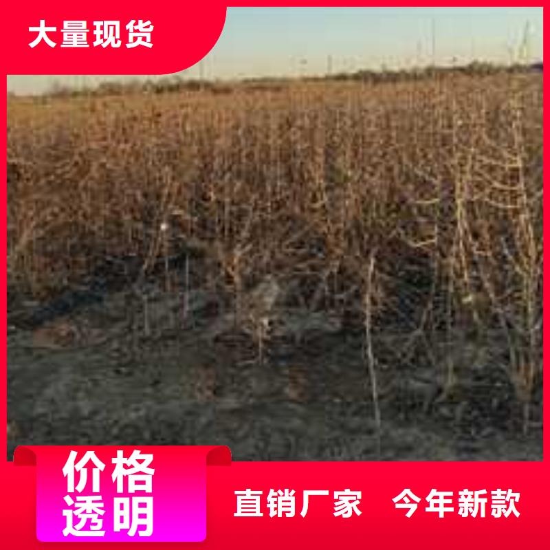 杜梨-山桃苗品质不将就