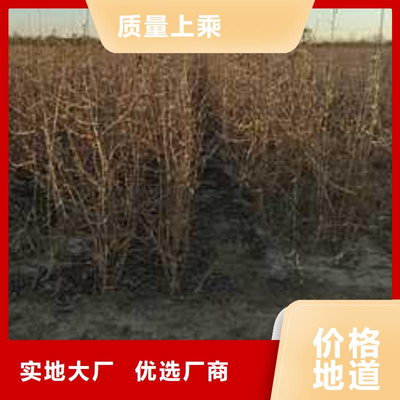 杜梨-奥红全红梨树苗品质无所畏惧