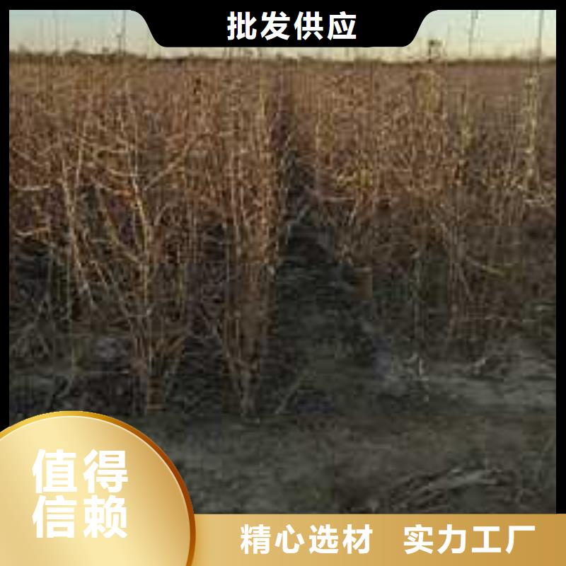 秋月梨树苗-视频-山西省晋中市华仁秋月梨树苗可服务区域榆社|寿阳|临汾|长治|运城|忻州等