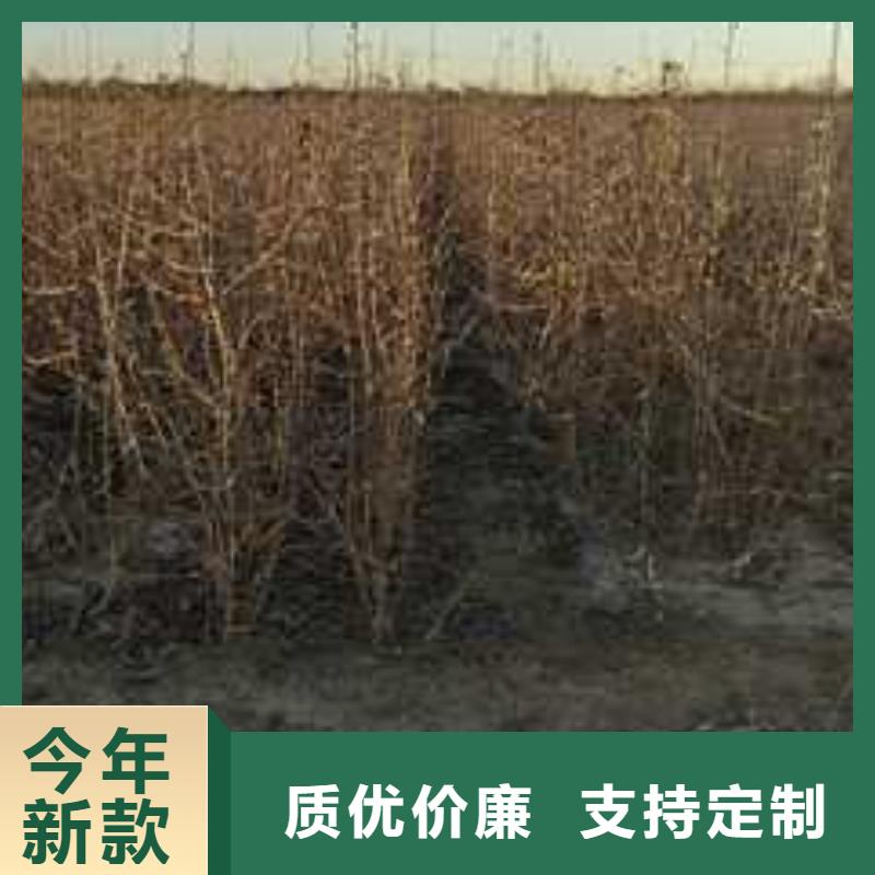 杜梨奥红一号梨苗一站式采购商家