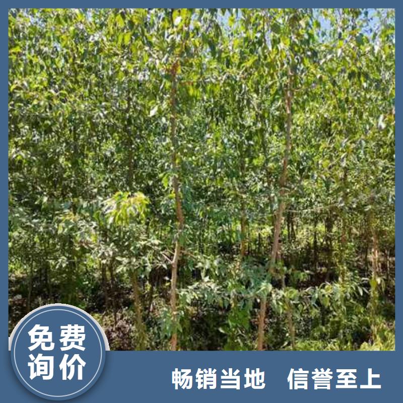 杜梨皇冠梨树苗诚信为本