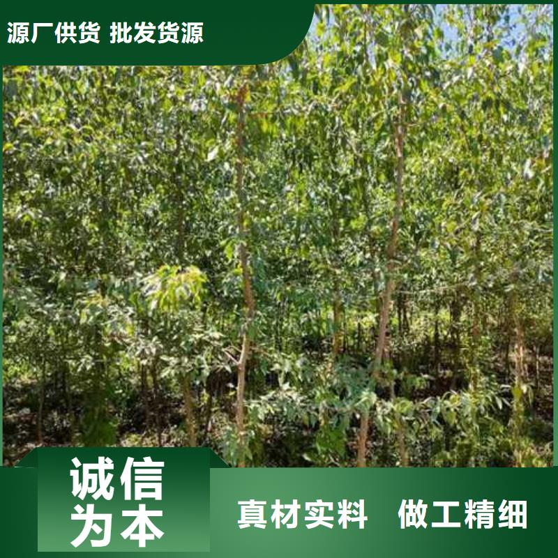 杜梨-山桃苗品质不将就