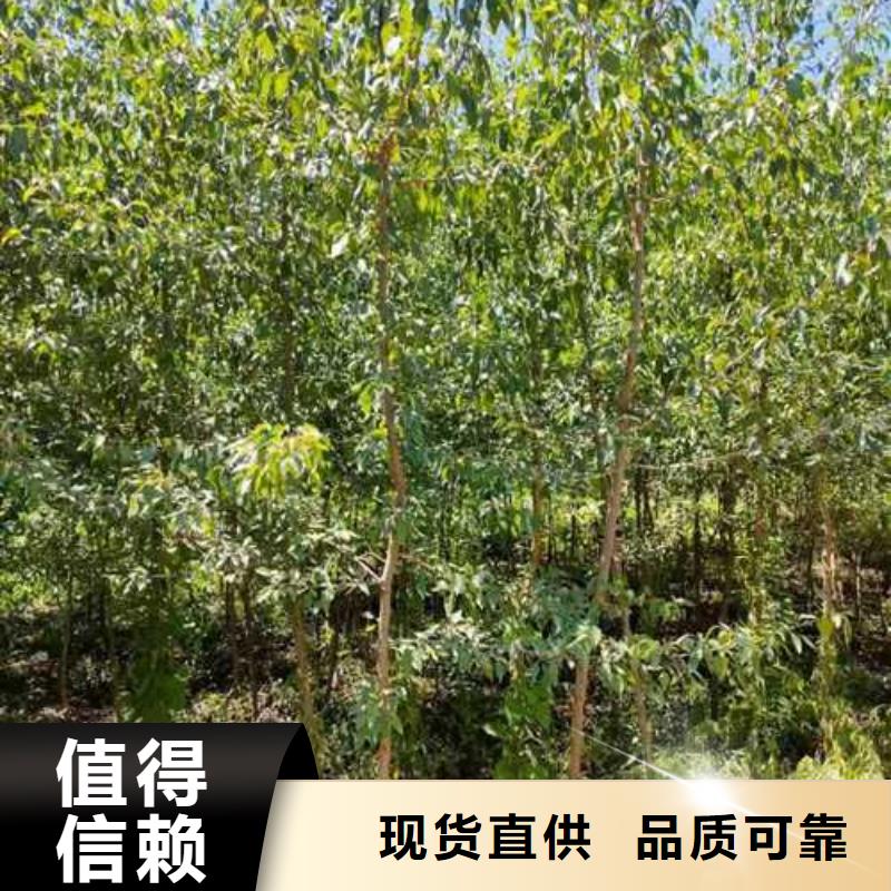 杜梨杜梨苗厂家供应