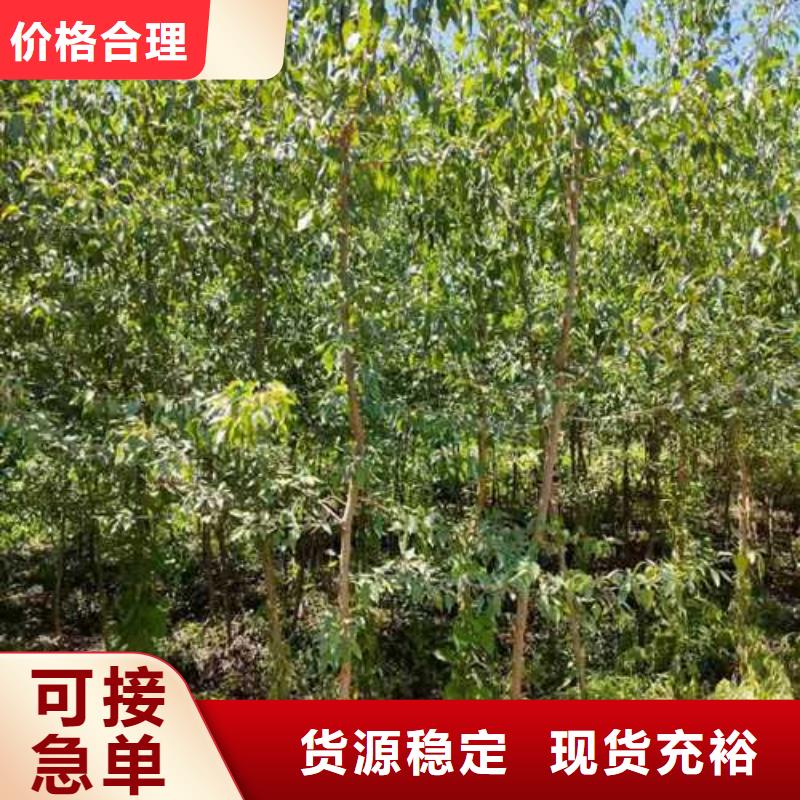 杜梨海棠苗N年生产经验