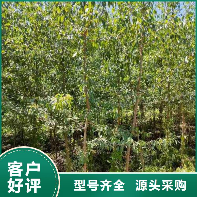 【杜梨秋月梨树苗一个起售】