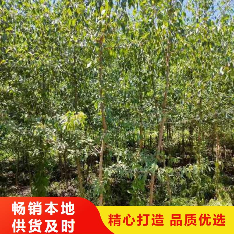 秋月梨树苗-视频-秋月梨树苗_山西省太原市市场覆盖小店|晋源|忻州|晋城|长治|大同等