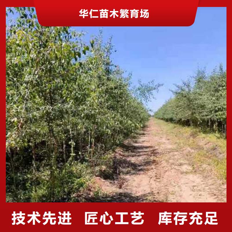 杜梨奥红一号梨苗一站式采购商家