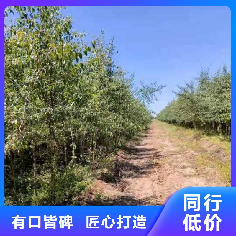 杜梨【皇冠梨树苗】多种规格可选