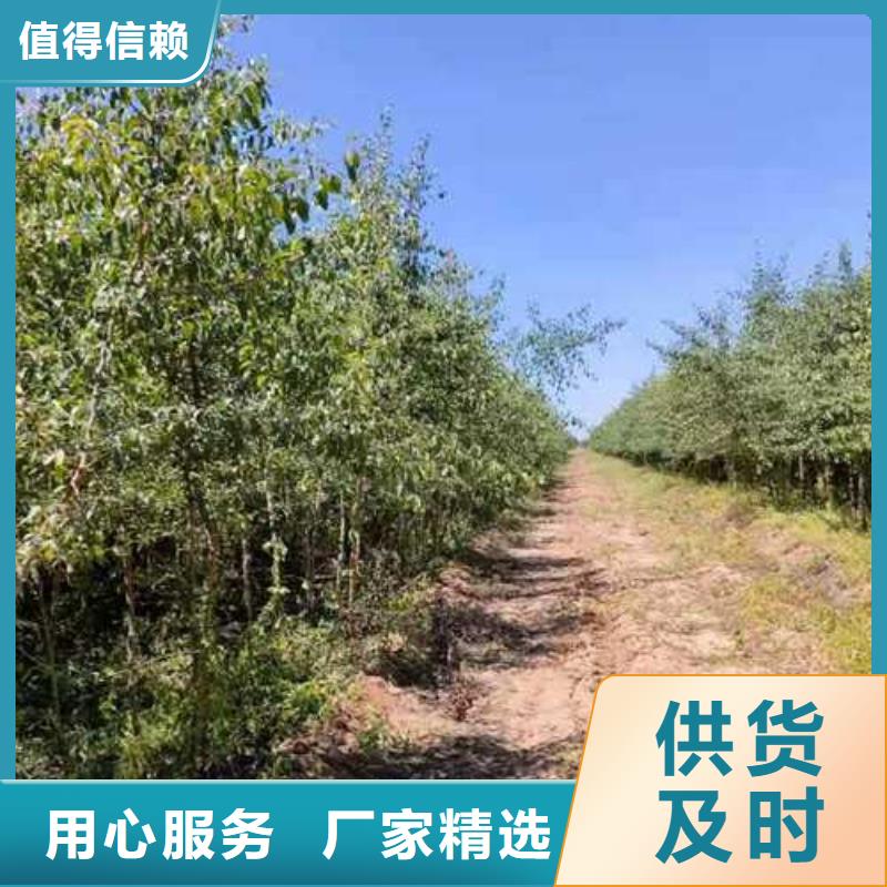 杜梨梨树苗基地口碑好实力强